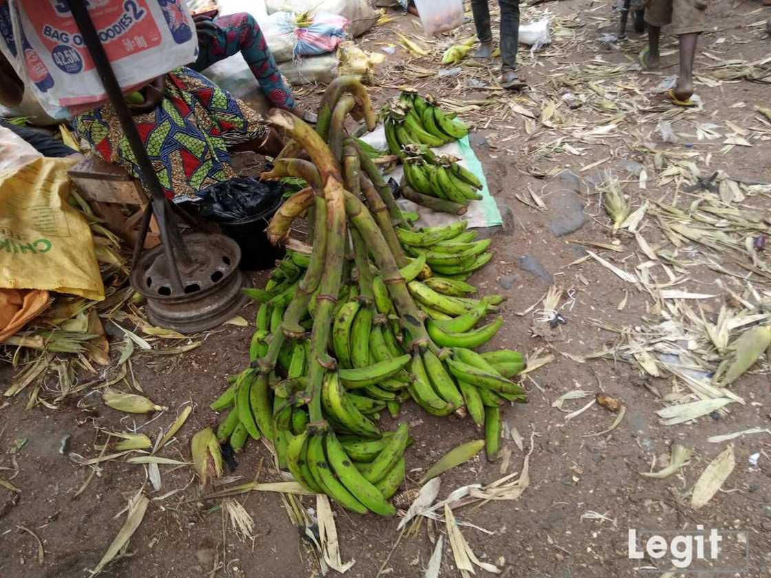 This is the best time to make good profit just by selling plantain. Photo credit: Esther Odili This is the best time to make good profit just by selling plantain. Photo credit: Esther Odili