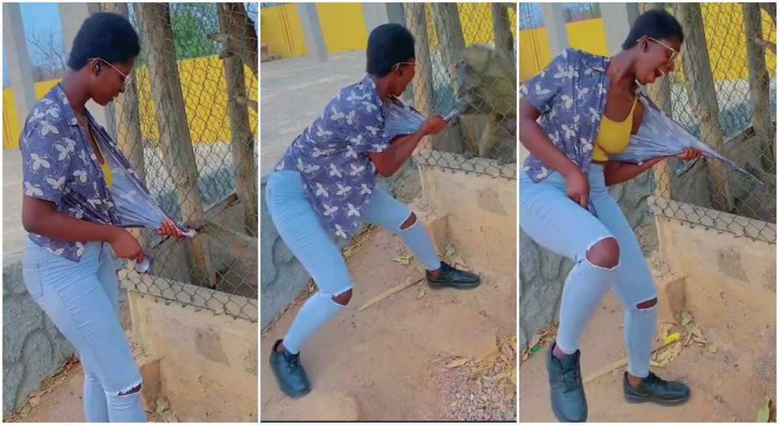 Photos of when a monkey grabbed a lady's shirt. Photos of when a monkey grabbed a lady's shirt.