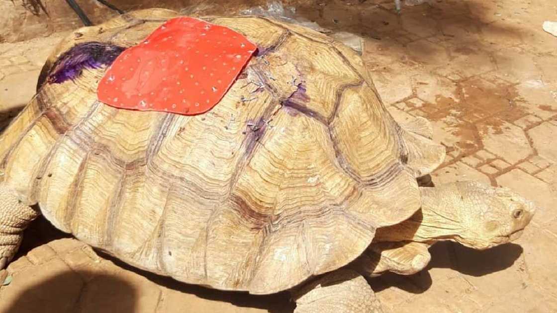 Hotuna: Kunkuru mai shekaru 80 da mota ta taka ya rayu Hotuna: Kunkuru mai shekaru 80 da mota ta taka ya rayu