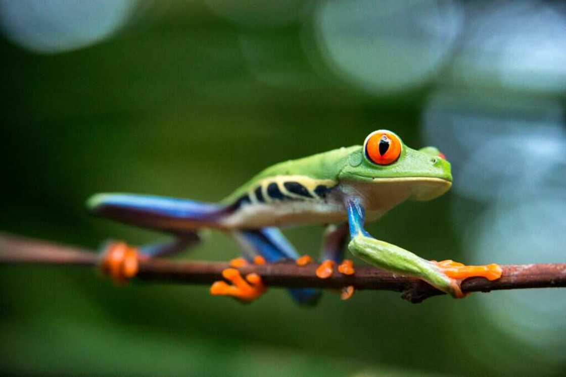The red-eyed tree frog on a twig The red-eyed tree frog on a twig