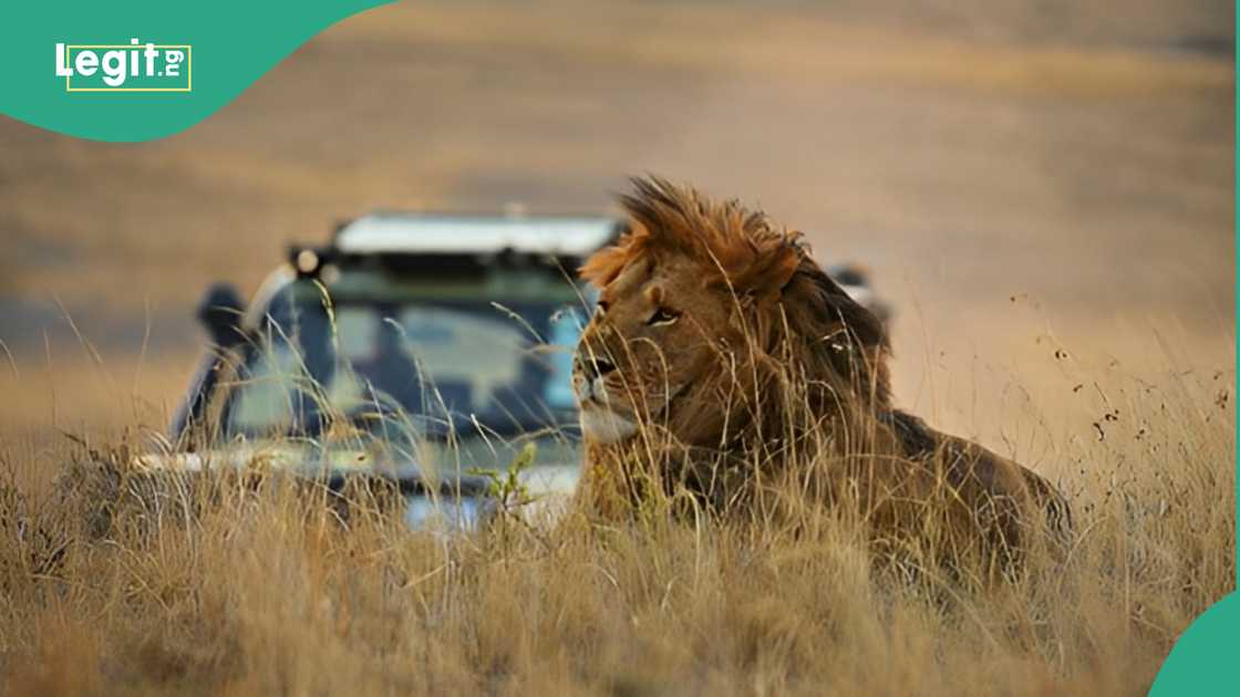 Authorities hunt for lioness after teenage girl gets mauled in Kenyan home. Authorities hunt for lioness after teenage girl gets mauled in Kenyan home.