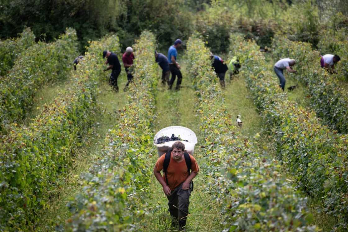 It has been a tough year for the French wine industry It has been a tough year for the French wine industry