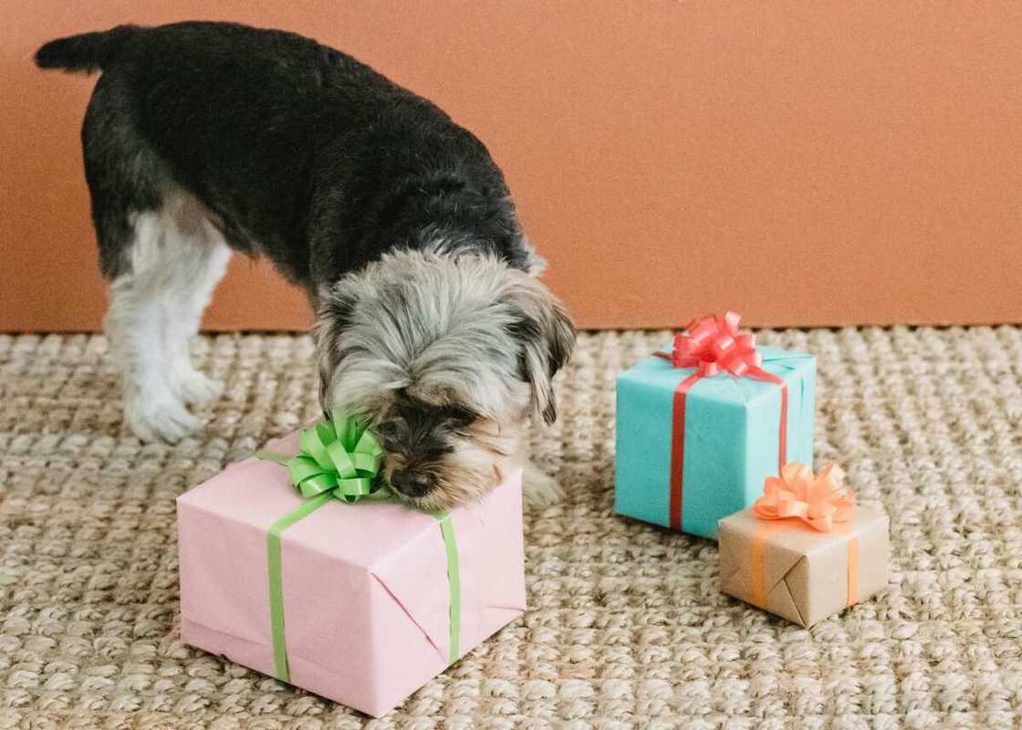 A curious small dog smelling a gift box A curious small dog smelling a gift box