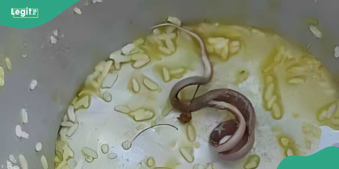 100 school children fall sick in India after snake appears in food 100 school children fall sick in India after snake appears in food