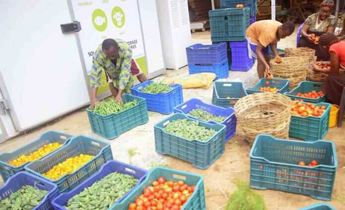 Nnaemeka Ikegwuonu: Nigerian man invents giant solar-powered refrigerators to help farmers Nnaemeka Ikegwuonu: Nigerian man invents giant solar-powered refrigerators to help farmers