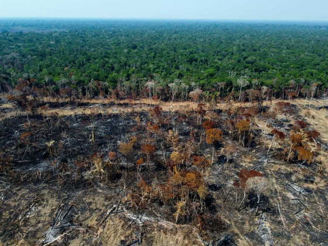 The Food and Agriculture Organization estimates that an aggregate area of land bigger than the European Union has been deforested around the world over the past three decades The Food and Agriculture Organization estimates that an aggregate area of land bigger than the European Union has been deforested around the world over the past three decades