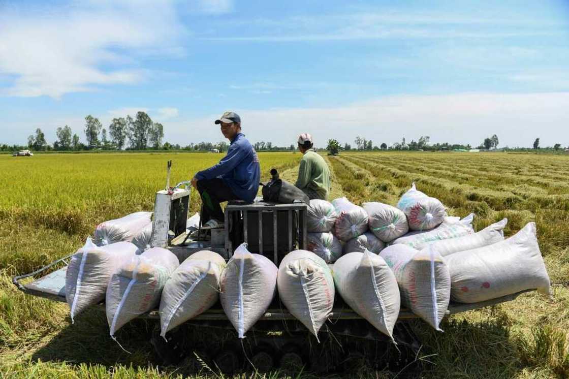 Farmers drive a truck carrying rice bags in a field in Can Tho