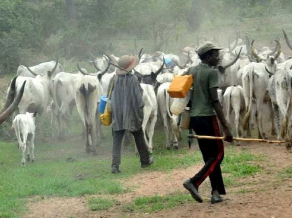 Sojoji sun tare shanun sata 154, sun damke miyagu 44 a Zamfara Sojoji sun tare shanun sata 154, sun damke miyagu 44 a Zamfara