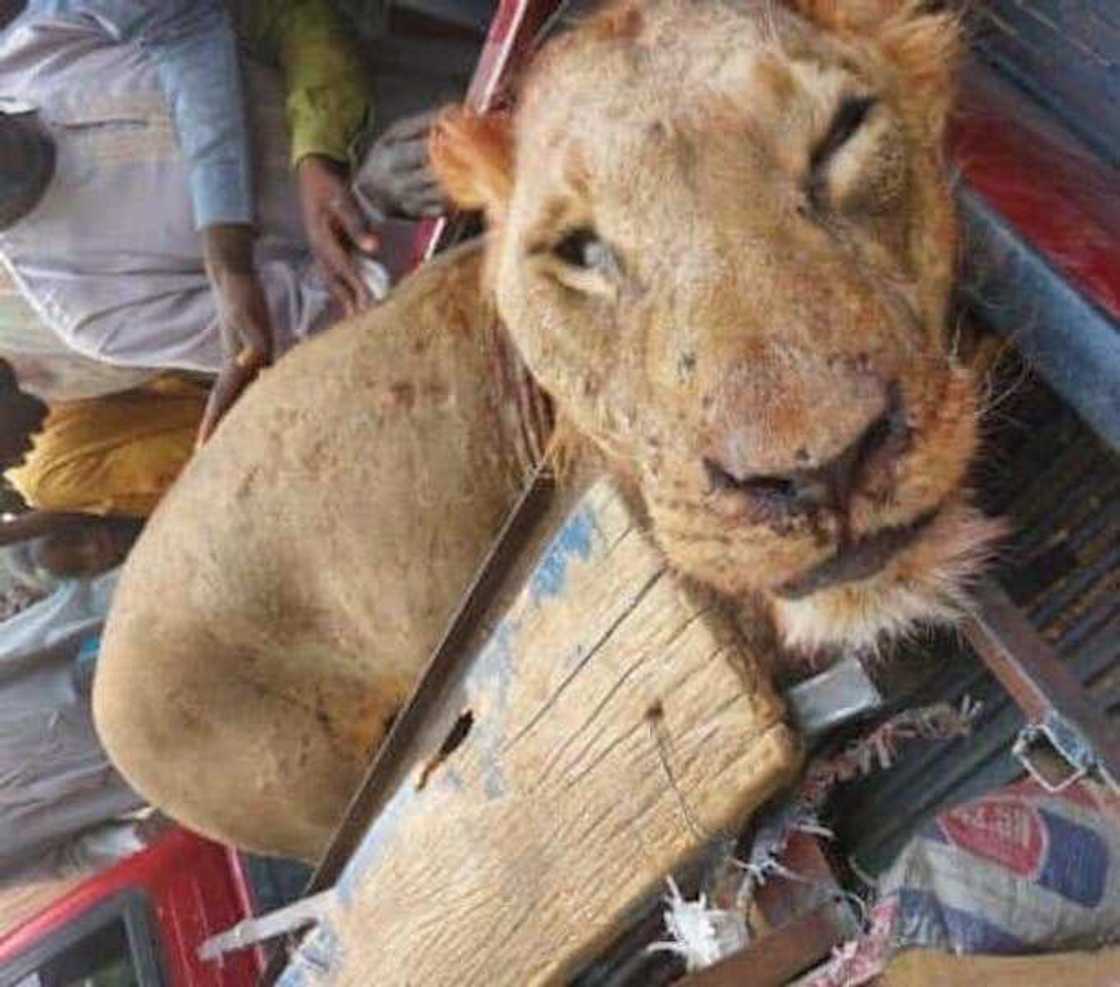 Mafarauta a jihar Borno sun kashe katon Zaki a garin Konduga Mafarauta a jihar Borno sun kashe katon Zaki a garin Konduga