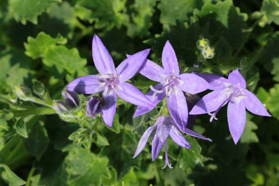 Adriatic Bellflower in St. Gallen, Switzerland.