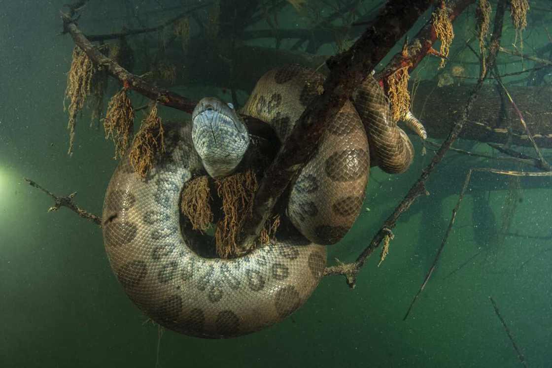 L'Anaconda vert (Eunectes murinus) est le plus gros serpent du monde.
Photo : Getty Images