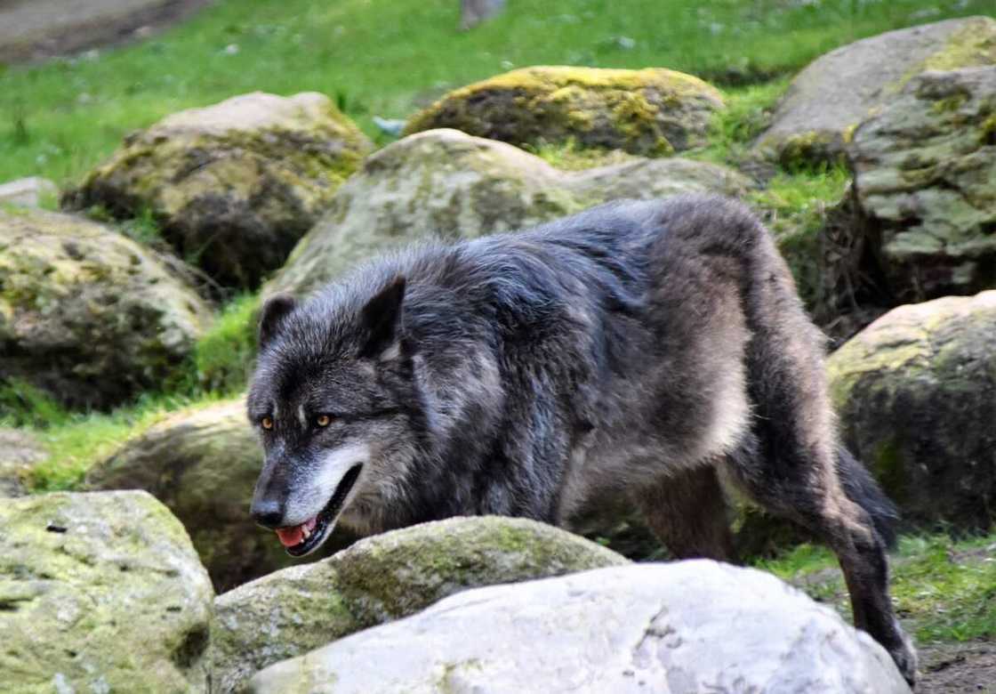 wolf names wolf names
