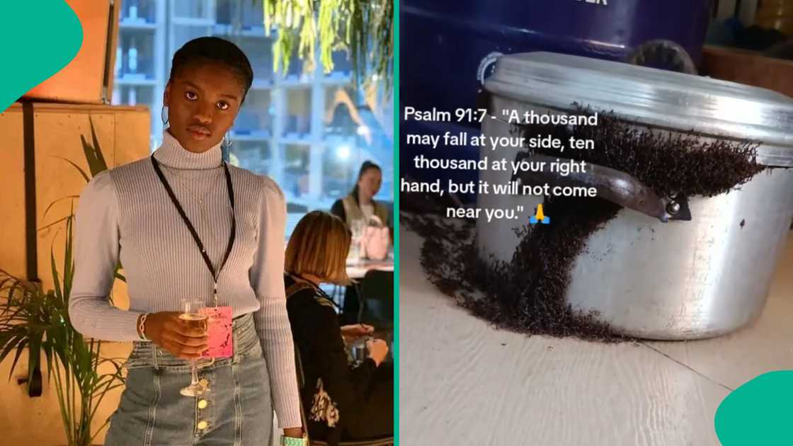 Female student laments online after soldier ants took over her kitchen. Female student laments online after soldier ants took over her kitchen.