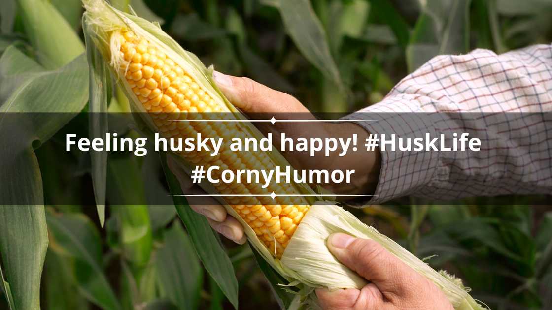 Corn puns for Instagram Corn puns for Instagram