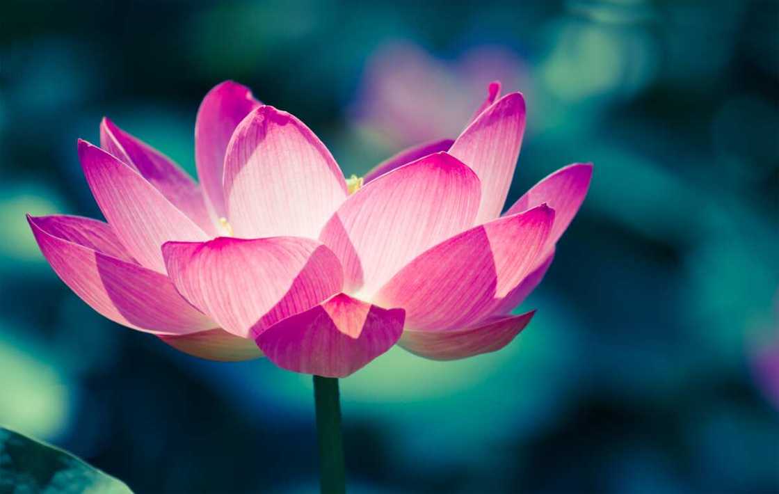 A purple lotus flower A purple lotus flower