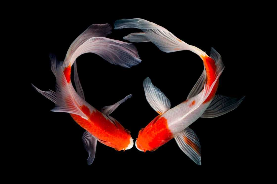 Koi fish meaning love Koi fish meaning love