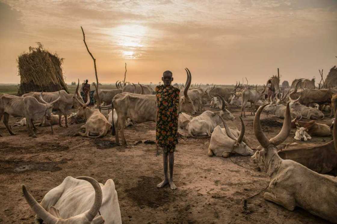 Cows would be helped if humans reduce fossil fuel use and limit the expansion of cattle farming Cows would be helped if humans reduce fossil fuel use and limit the expansion of cattle farming