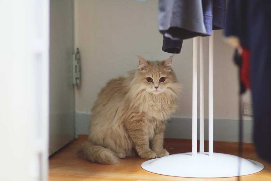 race de chat le plus beau du monde : angora turc race de chat le plus beau du monde : angora turc