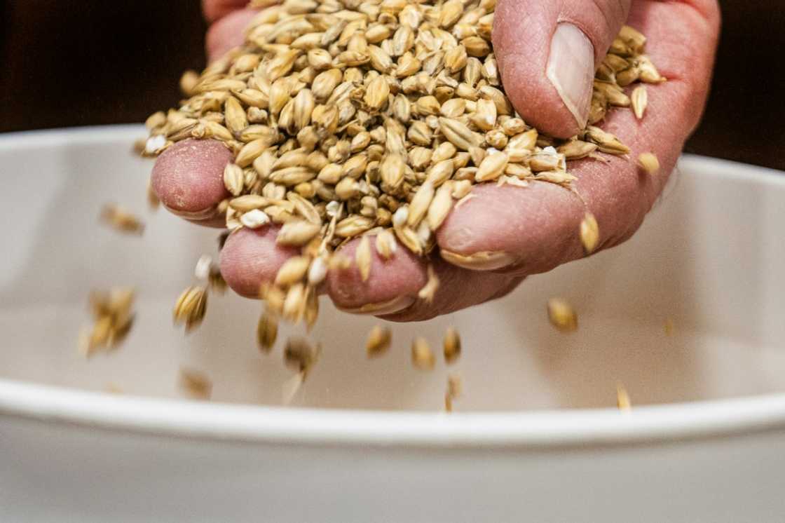 A trade group estimates most US craft brewers use malt containing some portion of imports