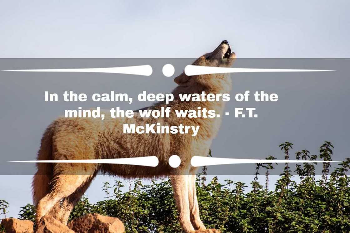 Lone wolf quotes