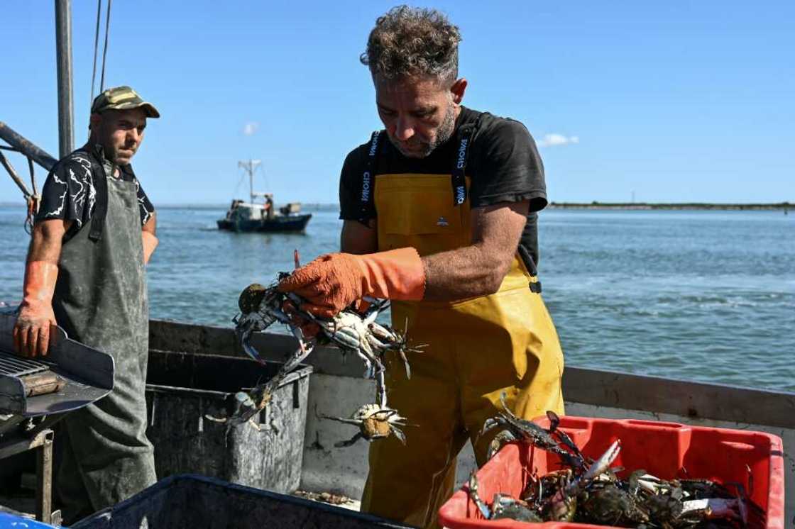 The blue crab, native to the North American Atlantic coast, has been spreading across the Mediterranean for several years The blue crab, native to the North American Atlantic coast, has been spreading across the Mediterranean for several years