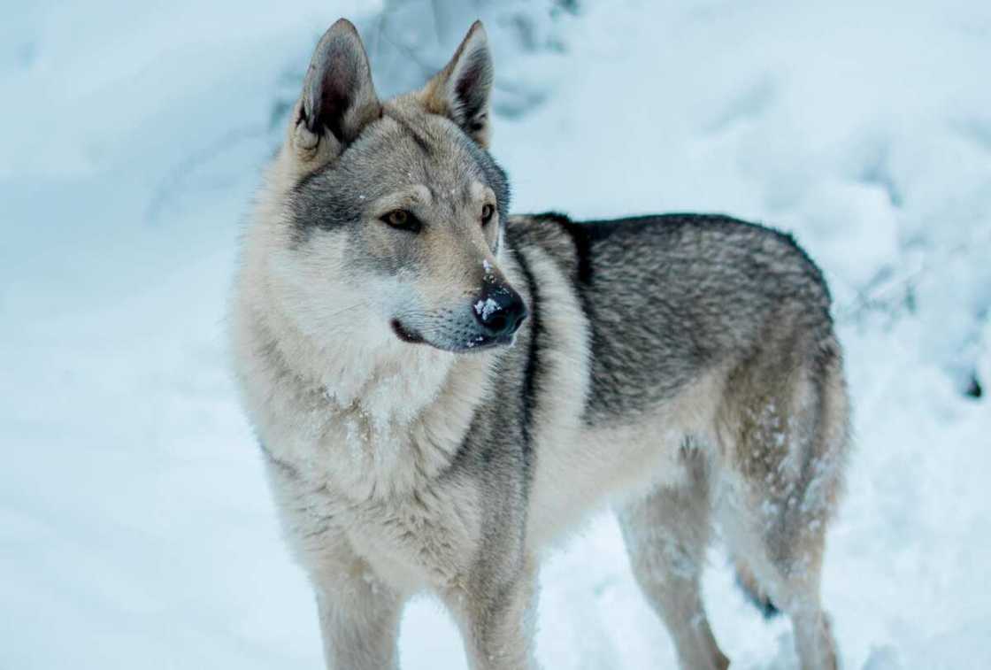 A wolfdog standing in the snow A wolfdog standing in the snow