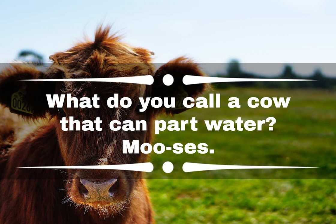 Funny cow sayings