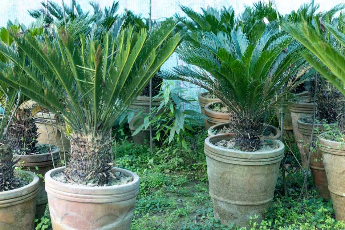 hard to kill plants that don’t need sunlight hard to kill plants that don’t need sunlight