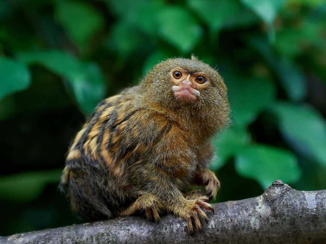 Pygmy marmoset sitting on a branch