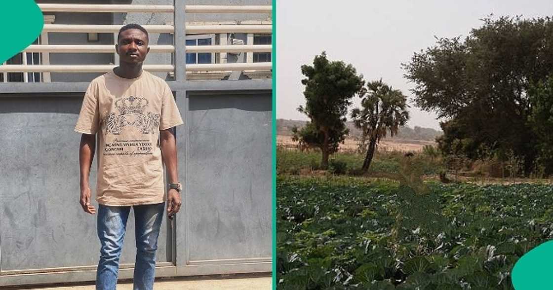 Man who went to inspect mum's land discovers someone trespassed and planted crops. Man who went to inspect mum's land discovers someone trespassed and planted crops.