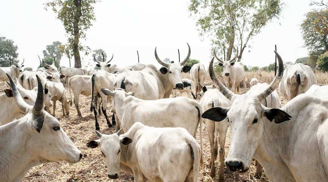 Farfesa ya bugaci FG ta gudanar kidayar dabbobi a kasar Farfesa ya bugaci FG ta gudanar kidayar dabbobi a kasar