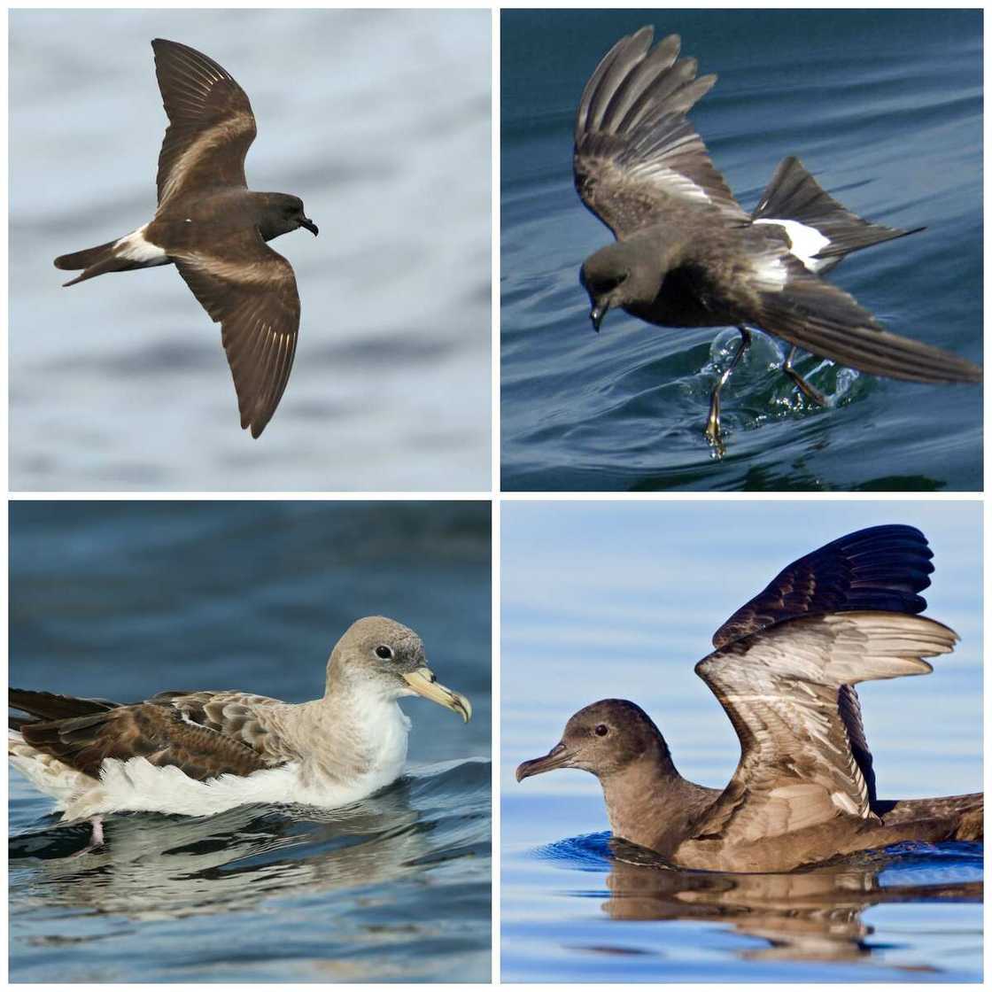 Procellariiformes types Procellariiformes types