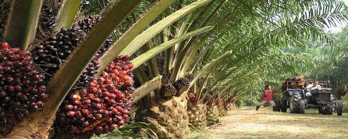 Palm oil production in Nigeria Palm oil production in Nigeria