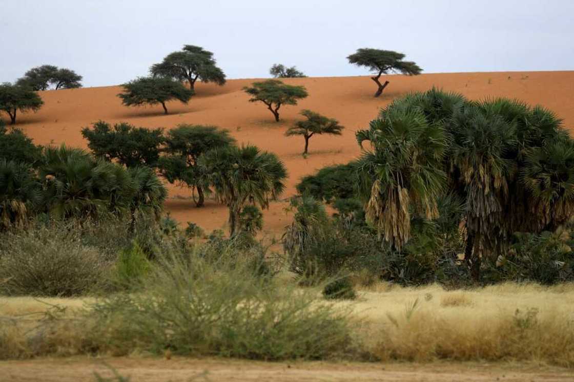 Sudan's gum arabic belt, which covers some 500,000 square kilometres (193,000 square miles) from Gedaref in the east to Darfur on the border with Chad, has been hit hard by climate change which has seen growing encroachment by the desert Sudan's gum arabic belt, which covers some 500,000 square kilometres (193,000 square miles) from Gedaref in the east to Darfur on the border with Chad, has been hit hard by climate change which has seen growing encroachment by the desert