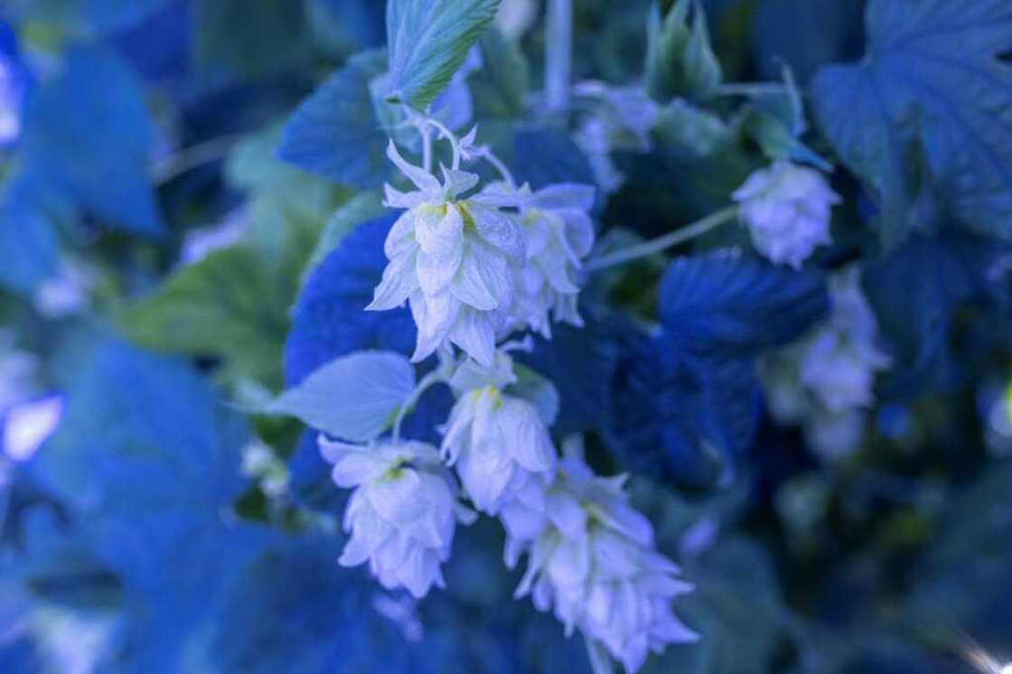 Hops are the delicate papery flowers, or cones, of the hop plant which contain resins and essential oils Hops are the delicate papery flowers, or cones, of the hop plant which contain resins and essential oils