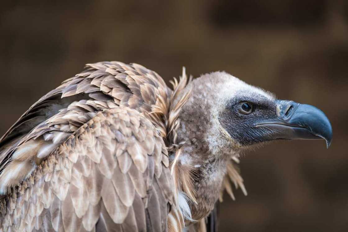 rarest bird in the world rarest bird in the world