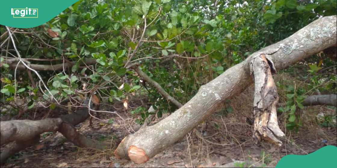 Cashew plantation Cashew plantation