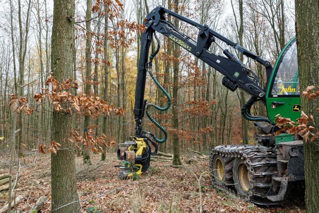 A machine harvests the trees A machine harvests the trees