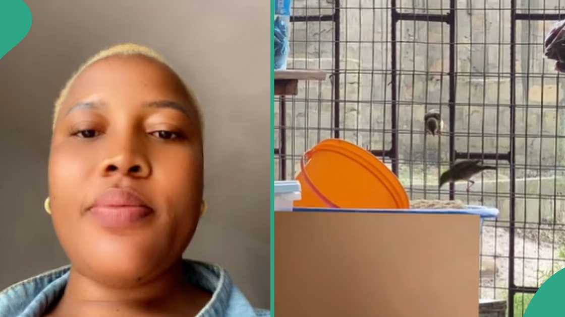 Lady shares videos of birds in her shop. Lady shares videos of birds in her shop.