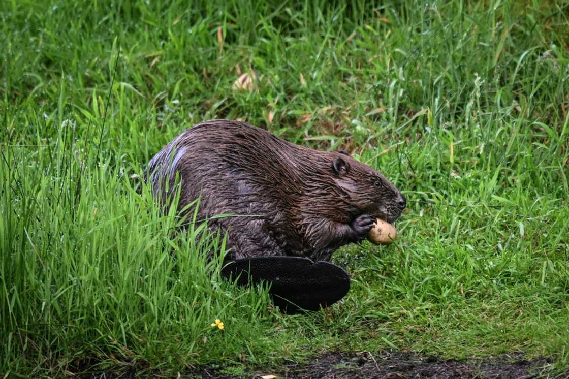 Beavers create dams and pools that boost wildlife while also fending off floods and droughts