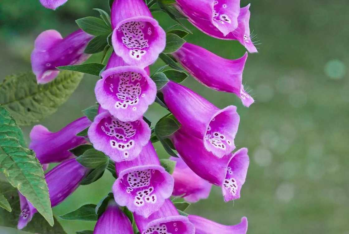 Purple canterbury bells flowers hanging in a garden Purple canterbury bells flowers hanging in a garden