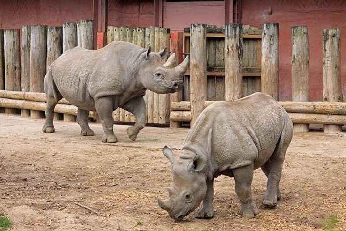 what is the rarest animal in africa what is the rarest animal in africa
