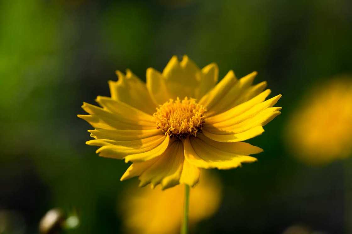 A close-up shot of a yellow coreopsis flower blooming A close-up shot of a yellow coreopsis flower blooming