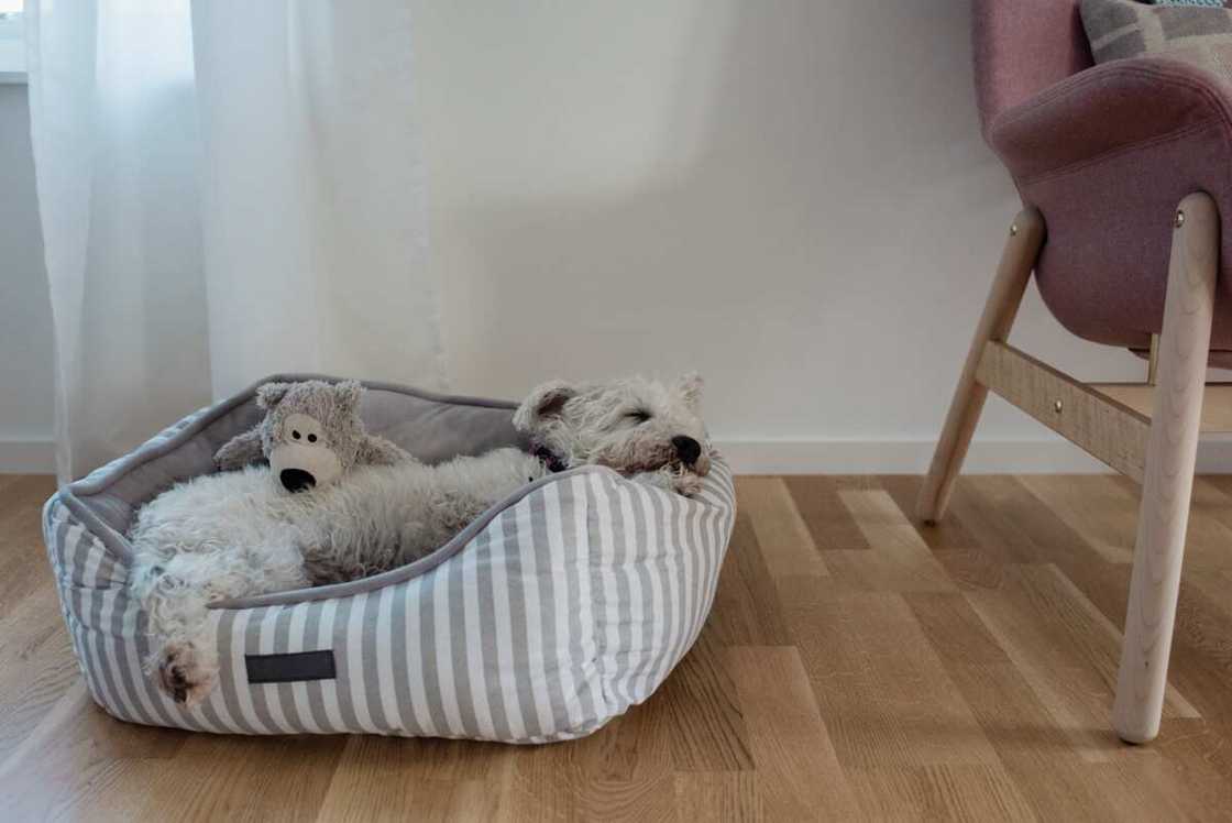 chien qui dort dans son panier chien qui dort dans son panier