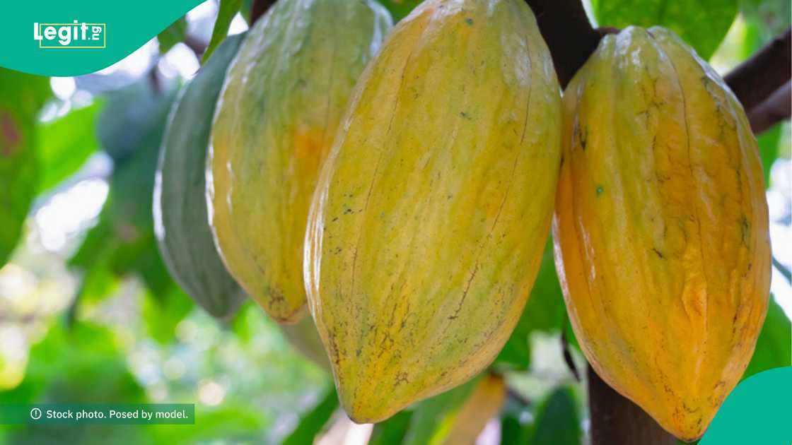 Man inherits large cocoa farm from his father. Man inherits large cocoa farm from his father.