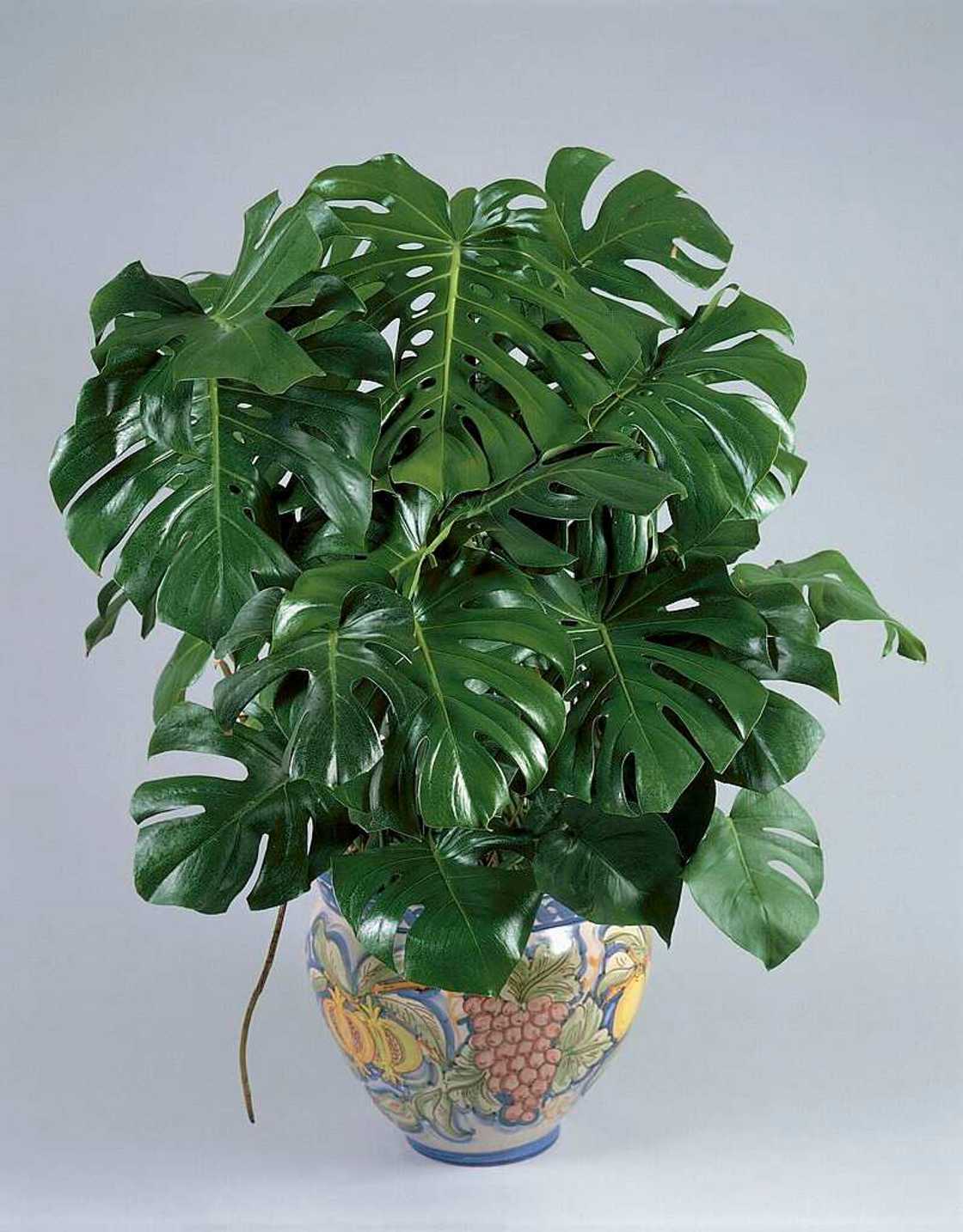 small plants that don't need sun small plants that don't need sun