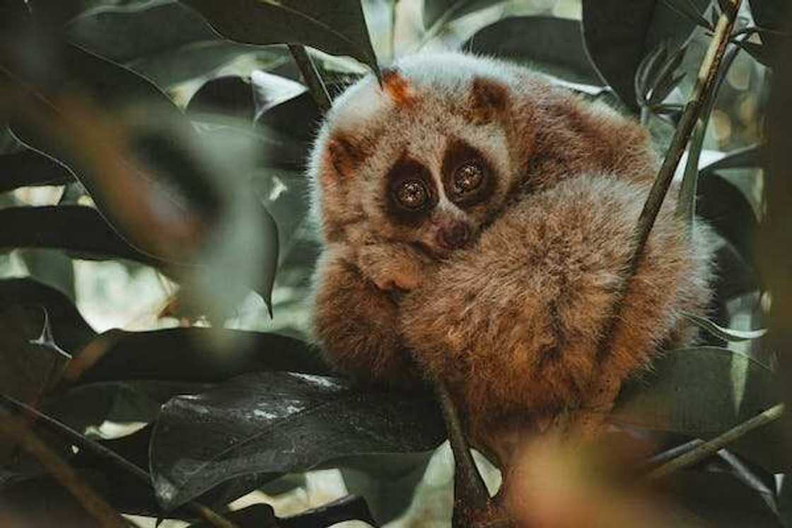 slowest mammal in the world slowest mammal in the world