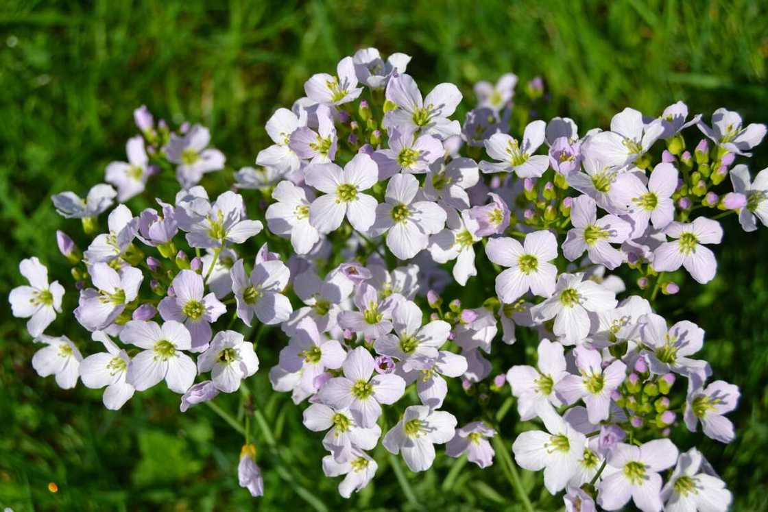 Cuckoo flowers blooming in a green field