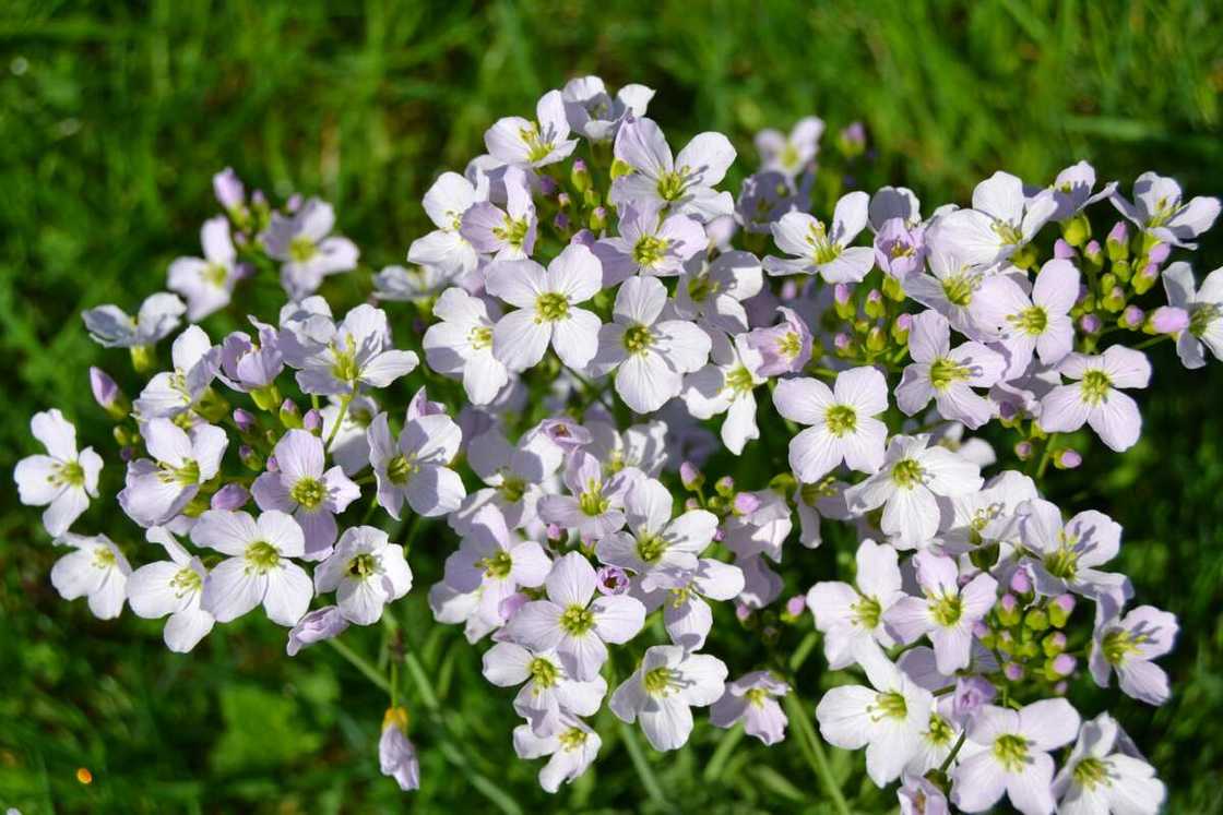 Cuckoo flowers blooming in a green field Cuckoo flowers blooming in a green field