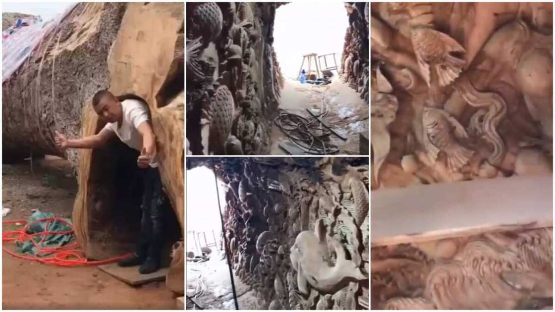 Video shows a tree with 'house' inside, its walls has many beautiful artworks Video shows a tree with 'house' inside, its walls has many beautiful artworks